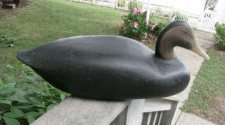 Oversized Black Duck Hunting Decoy,  21 " Bill To Tail,  Branded " Hammarstrom "