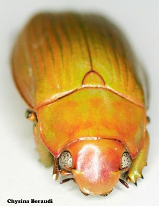 Insect Coleoptera Jewel Beetle Rutelinae Chrysina Beraudi - Rare Colour Form 01