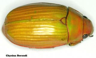 Insect Coleoptera Jewel Beetle Rutelinae Chrysina beraudi - Rare Colour Form 01 2