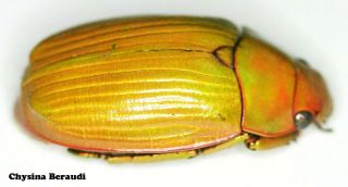 Insect Coleoptera Jewel Beetle Rutelinae Chrysina beraudi - Rare Colour Form 01 3