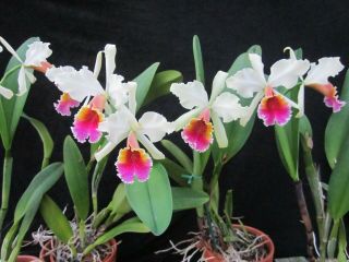 Rare Orchids - C Triumphans (dowiana X Rex) In Bud