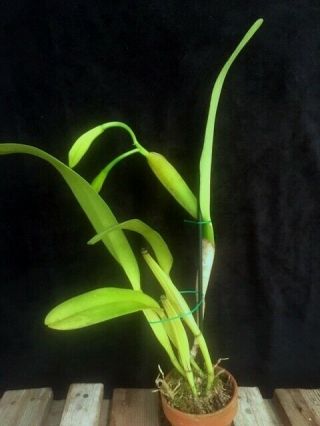 Rare Orchids - C Triumphans (dowiana x rex) IN BUD 2