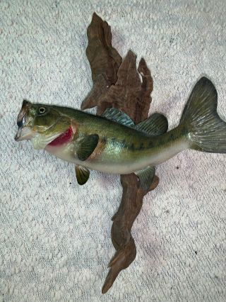 Vintage 1980’s Large Mouth Bass Taxidermy Mount - 18” Mounted On Driftwood