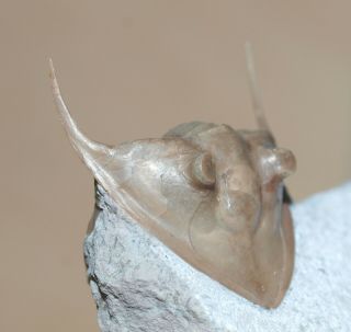 Rare Trilobite,  Megistaspis Limbata (boeck,  1838)