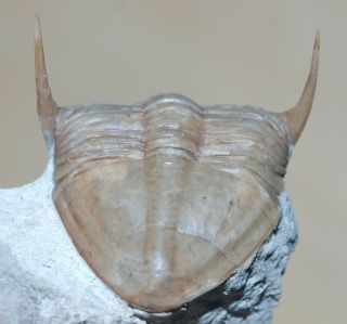 RARE trilobite,  Megistaspis limbata (Boeck,  1838) 6