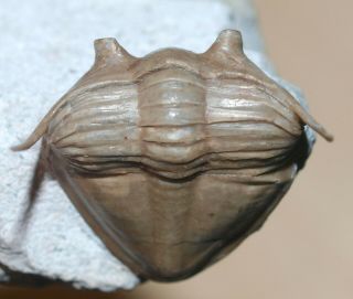 RARE trilobite,  Megistaspis limbata (Boeck,  1838) 9