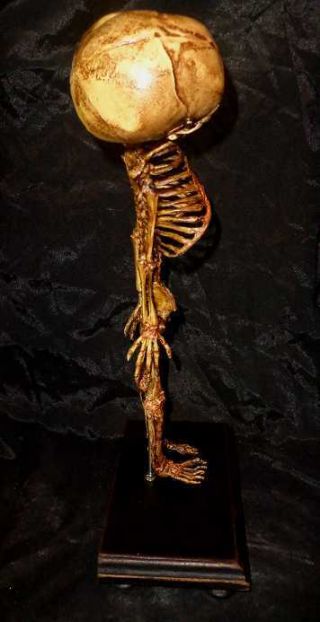 VINTAGE STYLE DOUBLE HEADED ANATOMICAL BABY FETAL SKELETON ON WOODEN STAND. 2