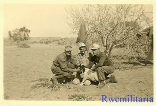 Dinner? Trio Wehrmacht Afrika Korps Soldiers Posed W/ Lamb In Desert