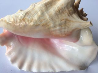Vintage Large Queen Conch Sea Shell Pink Natural Beach Approx 7x10 Inch.  Blow
