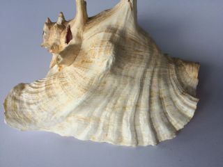 Vintage Large Queen Conch Sea Shell Pink Natural Beach Approx 7x10 Inch.  BLOW 2