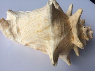 Vintage Large Queen Conch Sea Shell Pink Natural Beach Approx 7x10 Inch.  BLOW 3