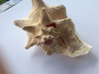 Vintage Large Queen Conch Sea Shell Pink Natural Beach Approx 7x10 Inch.  BLOW 4