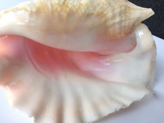 Vintage Large Queen Conch Sea Shell Pink Natural Beach Approx 7x10 Inch.  BLOW 5