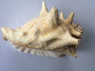 Vintage Large Queen Conch Sea Shell Pink Natural Beach Approx 7x10 Inch.  BLOW 6