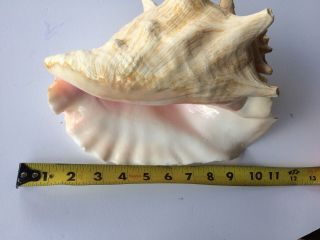 Vintage Large Queen Conch Sea Shell Pink Natural Beach Approx 7x10 Inch.  BLOW 7