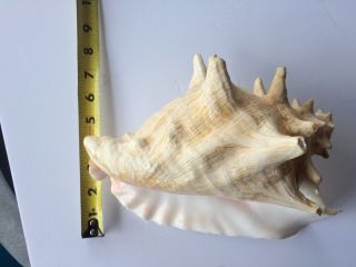 Vintage Large Queen Conch Sea Shell Pink Natural Beach Approx 7x10 Inch.  BLOW 8