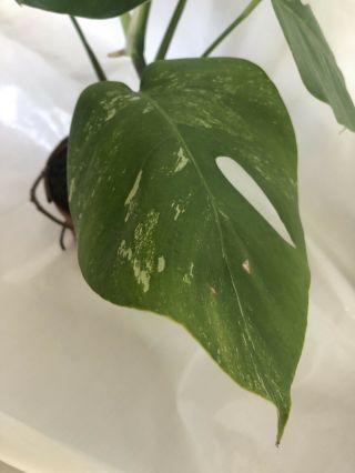 RARE WHITE VARIEGATED MONSTERA DELICIOSA BORSIGIANA TYPE ESTABLISHED PLANT 6