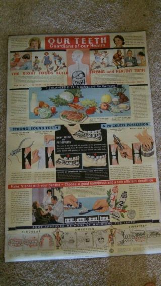 Vintage 1936 Iodent Co.  Two - Sided Pull Down Dental Medical Wall Chart Dentistry