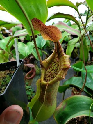 Nepenthes (veitchii X Northiana) X (truncata X Tm) Extremely Rare Hybrid