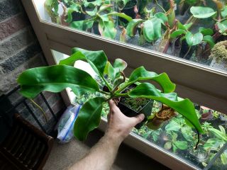 Nepenthes (veitchii x northiana) x (truncata x TM) Extremely Rare Hybrid 2