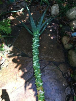 Aloe Hercules Cutting 60” Rare Tree Aloe Echeveria Agave Haworthia Succulent