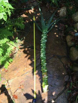Aloe Hercules cutting 60” rare tree aloe echeveria agave haworthia succulent 2