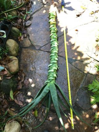 Aloe Hercules cutting 60” rare tree aloe echeveria agave haworthia succulent 3