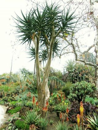 Aloe Hercules cutting 60” rare tree aloe echeveria agave haworthia succulent 6