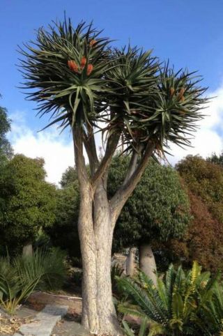 Aloe Hercules cutting 60” rare tree aloe echeveria agave haworthia succulent 7