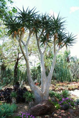 Aloe Hercules cutting 60” rare tree aloe echeveria agave haworthia succulent 9