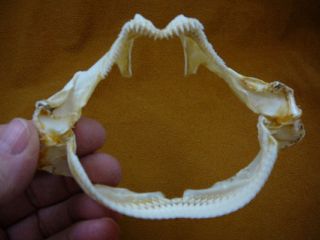 (sj279 - 10) Rare 4 - 7/8 " Roughskin Dogfish Shark Jaw Teeth,  Skin C.  Owstoni