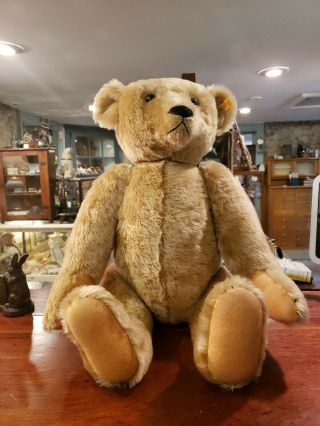 Rare Vontage Extra Large Humpback Steiff Bear With Growler