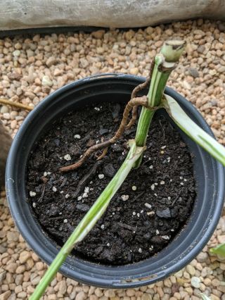 RARE WHITE VARIEGATED MONSTERA DELICIOSA BORSIGIANA ALBO TYPE - FULLY ROOTED 3