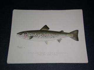 Vintage Denton Folio Fish Prints From N.  Y.  Fish And Game Report 1902 R