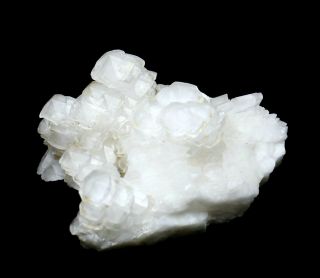 3.  8LB Rare White 