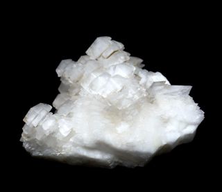 3.  8LB Rare White 