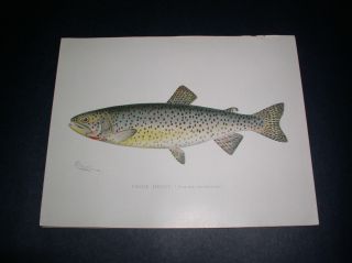 Vintage Denton Folio Fish Prints From N.  Y.  Fish And Game Report 1902 A
