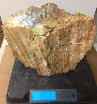 Rare Arizona Rainbow Petrified Wood Natural Slab Rough Raw Solid Fossil 30 Lbs 10