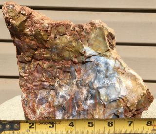 Rare Arizona Rainbow Petrified Wood Natural Slab Rough Raw Solid Fossil 30 Lbs 11