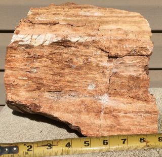 Rare Arizona Rainbow Petrified Wood Natural Slab Rough Raw Solid Fossil 30 Lbs 12