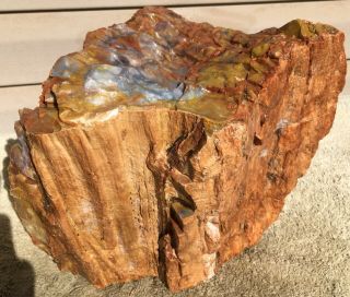 Rare Arizona Rainbow Petrified Wood Natural Slab Rough Raw Solid Fossil 30 Lbs 2