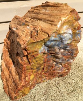 Rare Arizona Rainbow Petrified Wood Natural Slab Rough Raw Solid Fossil 30 Lbs 3