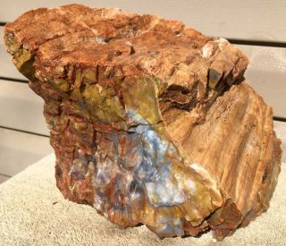 Rare Arizona Rainbow Petrified Wood Natural Slab Rough Raw Solid Fossil 30 Lbs 4