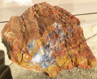 Rare Arizona Rainbow Petrified Wood Natural Slab Rough Raw Solid Fossil 30 Lbs 5