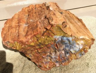 Rare Arizona Rainbow Petrified Wood Natural Slab Rough Raw Solid Fossil 30 Lbs 6