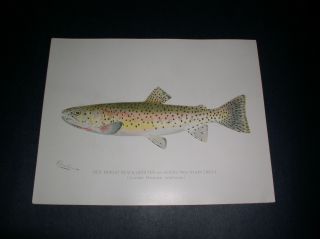 Vintage Denton Folio Fish Prints From N.  Y.  Fish And Game Report 1902 8