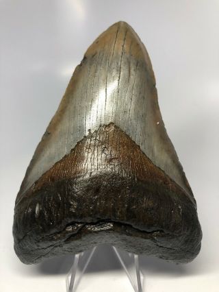 Perfect 5.  26” Megalodon Fossil Shark Tooth Rare 3492