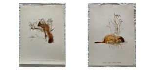Two (2) Vintage Wildlife Squirrel Ermine Art Prints Mads Stage