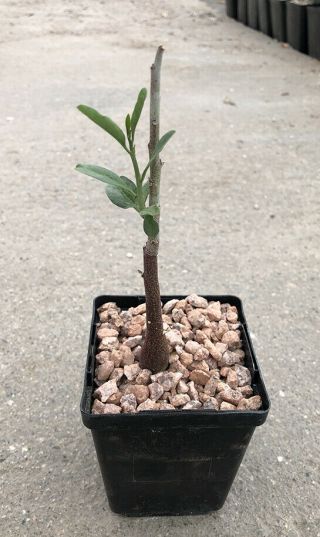 Adenia Pechuelii - Seed Grown - Extremely Rare