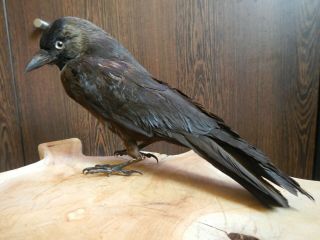 Antique Vintage Bird Crow Raven Taxidermy